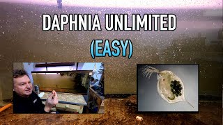 How I Raise Daphnia Water Fleas And You Can Too [upl. by Oyr]