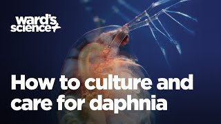 Caring and Culturing for Daphnia [upl. by Yreme]