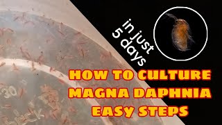 How to Culture Magna Daphnia Easily [upl. by Ahsaet]