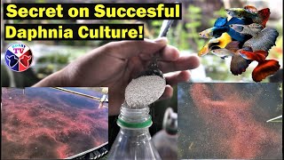 How to Culture Daphnia Successfully [upl. by Gyatt]