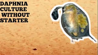 HOW TO CULTURE DAPHNIA NATURALLY WITHOUT A STARTER [upl. by Ellatnahc]