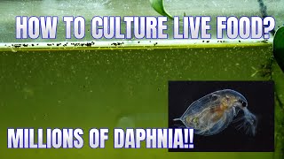 How to Culture Daphnia Secret Method to Breed MILLIONS  Simply Aquatic [upl. by Skiba]