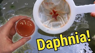 How I Culture Daphnia In Outdoor Tubs [upl. by Euqnomod]