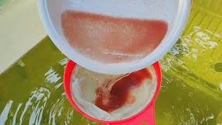 How to culture daphnia  Daphnia culture  How to grow daphnia outdoor [upl. by Sup130]