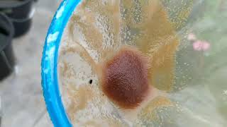 How to culture daphnia moina in a small container Part 1 English Subtitle [upl. by Weinert499]