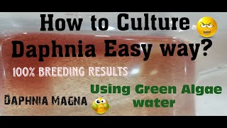 Daphnia MagnaHow to Culture Daphnia Easy wayCulturing Daphnia using Green water Daphnia [upl. by Nylevol]