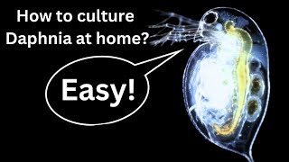 BEST Live Fish Food Beginner guide How to Culture Daphnia at home [upl. by Argent]