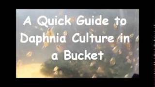 How to culture daphnia outside [upl. by Lazaro]