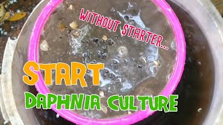 How to culture daphnia moina the easy way 1  Starting the Daphnia culture [upl. by Nine]