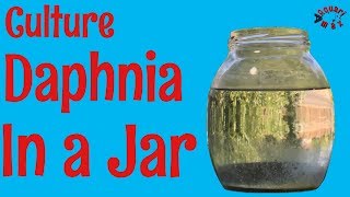 How to Culture Daphnia in a Jar [upl. by Noryb]