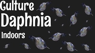 How to Culture Daphnia [upl. by Elda177]