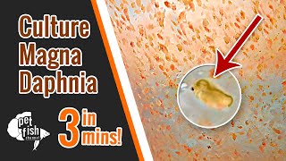 How to culture DAPHNIA MAGNA  The easy way [upl. by Tse]