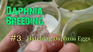 Daphnia Culture made simple and easy 3  Hatching Daphnia eggs [upl. by Tneciv]