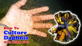 How to Culture Daphnia with ZERO Cost  Unlimited Live Food For Our Fish [upl. by Sande703]