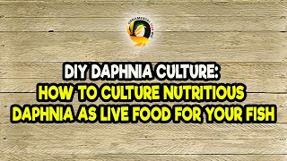 DIY Daphnia Culture How to Culture Nutritious Daphnia as Live Food for Your Fish [upl. by Aivekahs]