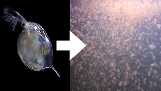 How I Culture Daphnia [upl. by Carlton]