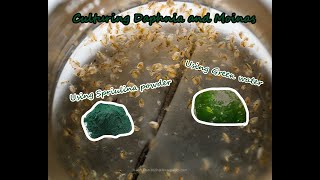 How To Culture Daphnia and Moinas using Green Water Spirulina powder [upl. by Naej]