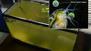 Raising Daphnia for the Freshwater Aquarium [upl. by Abocaj]