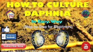 HOW TO CULTURE DAPHNIA In Easy Way [upl. by Hilarius]